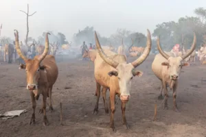 Long-Horned Cattle of the Mundari, Terekeka