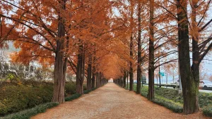 Avenida de metasecuoyas en otoño, Gwangju