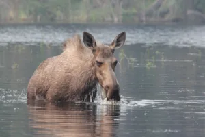 Moose Wading in a Lake, Ontario
