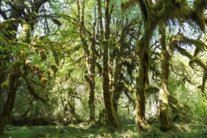Árboles cubiertos de musgo en el bosque lluvioso del Hoh