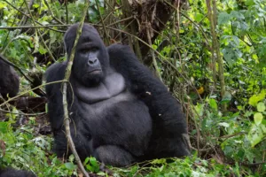 Gorila de montaña, Parque Nacional de Virunga