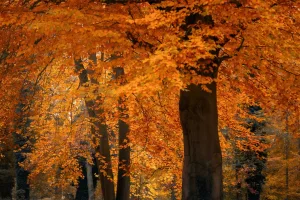 Orange Autumn Forest in Potsdam