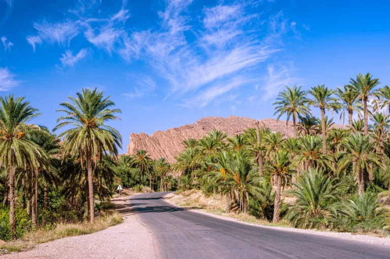 Palm-Lined Road in the Biskra Oasis