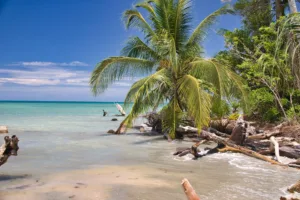 Palm Trees on a Caribbean Beach, Limón