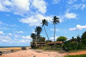 Palm Trees on the Shore at Maxixe