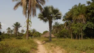 Palmeras en el camino a la playa de Varela
