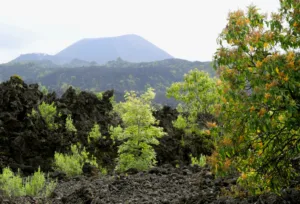 Parícutin Volcano above the Forest
