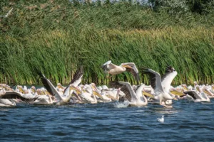 Pelicans in the Danube Delta