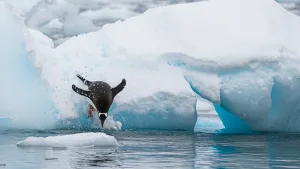 Penguin Leaping into the Sea, Antarctica
