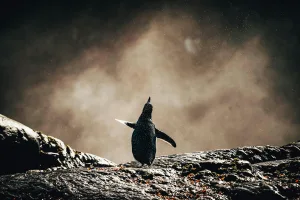 Penguin on Elephant Island, Antarctica