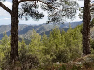 Pinares de los montes Troodos