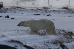 Polar Bear in the Snow, Churchill