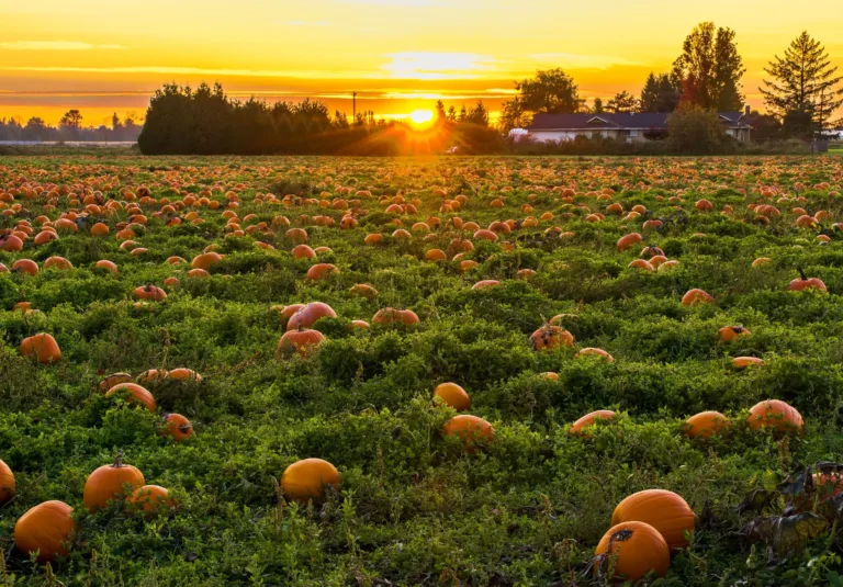 Pumpkin Field at Sunset, Maple Ridge