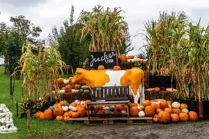 Pumpkins and Corn at Jucker Farm, Switzerland
