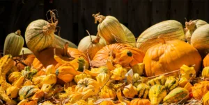 Pumpkins and Gourds in Ashton, South Africa