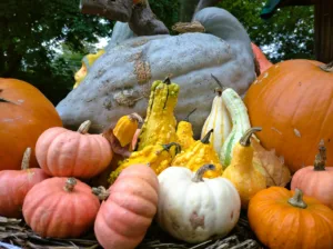 Pumpkins and Gourds in Ludwigsburg