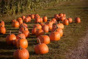 Pumpkins at Cider Hill Farm, Amesbury