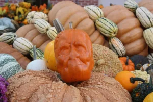 Pumpkins at the Circleville Pumpkin Show, Ohio