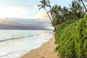 Quiet Beach with Palms, Maui