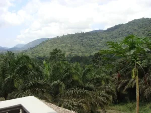 Rainforest of Monte Alén National Park