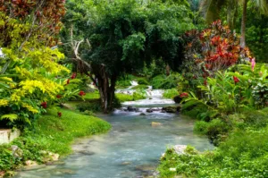 Rainforest Stream with Cascades, Vanuatu