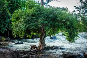 Rapids under a Tree at Goba, near Man