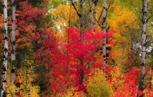 Árboles rojos y dorados en el parque nacional de los Grands-Jardins
