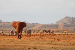 Red Elephant and Zebras in Tsavo