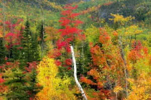 Red Maples in the Forest of Charlevoix