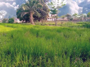 Rice Field near Kindia