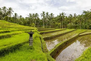 Arrozales en terrazas y un santuario cerca de Ubud, Bali
