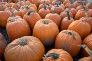 Rows of Pumpkins in Pepin, Wisconsin