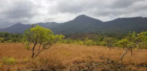 Rupununi Savanna below the Hills