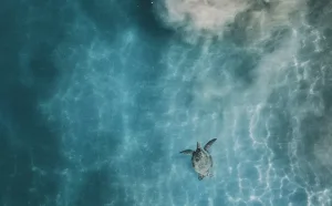 Sea Turtle from Above, Kīhei, Maui