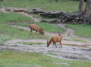 Sitatungas at Dzanga Bai