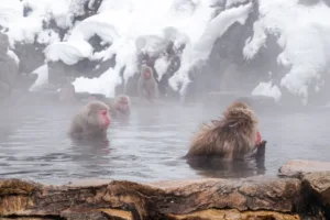 Monos de las nieves en una fuente termal, Jigokudani
