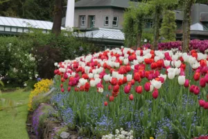 Spring Tulips at Butchart Gardens, Victoria