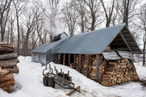 Sugar Shack in a Maple Forest, Quebec