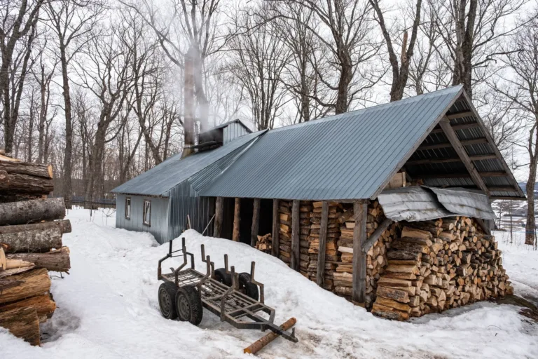 Sugar Shack in a Maple Forest, Quebec