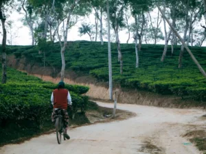 Tea Gardens of Sreemangal