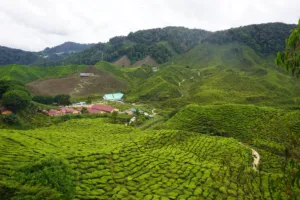 Plantaciones de té de las tierras altas de Cameron