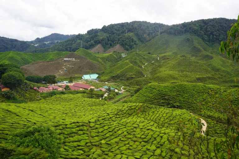 Tea Gardens of the Cameron Highlands
