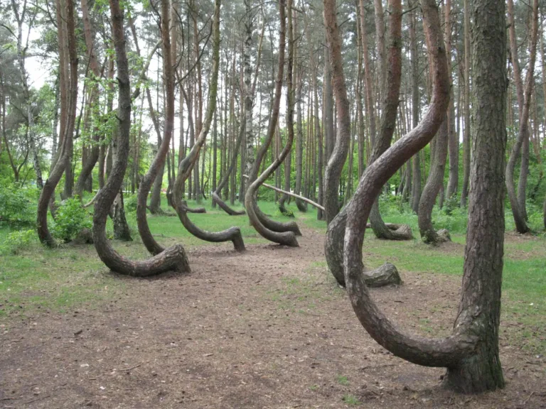 The Crooked Forest near Nowe Czarnowo