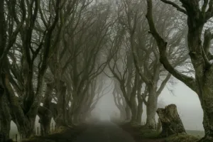 The Dark Hedges in Fog, County Antrim