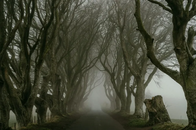 The Dark Hedges in Fog, County Antrim
