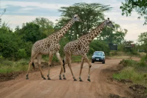 Thornicroft's Giraffes Crossing the Road, South Luangwa