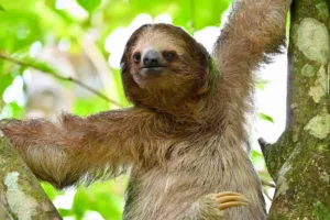 Three-Toed Sloth in the Rainforest, Costa Rica