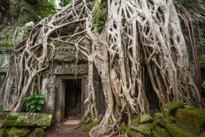 Raíces sobre Ta Prohm, Angkor