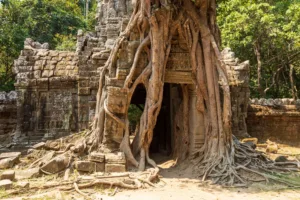 Tree Roots over the Gate of Ta Som, Angkor
