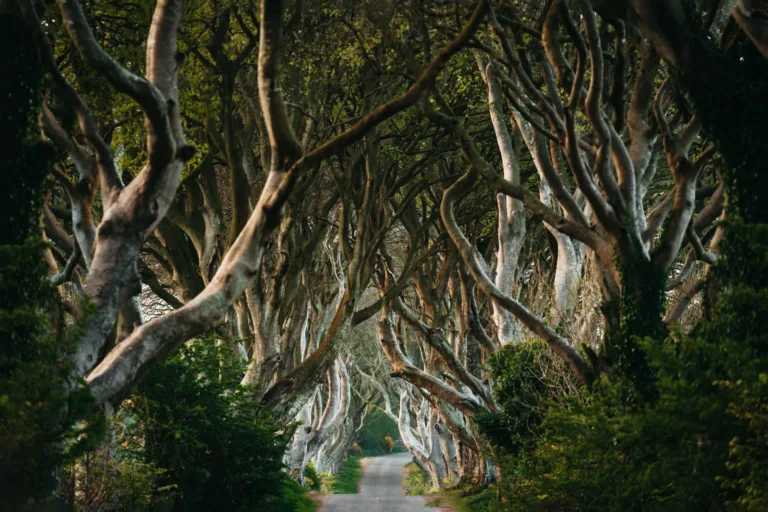 Tunnel of Beech Trees, the Dark Hedges